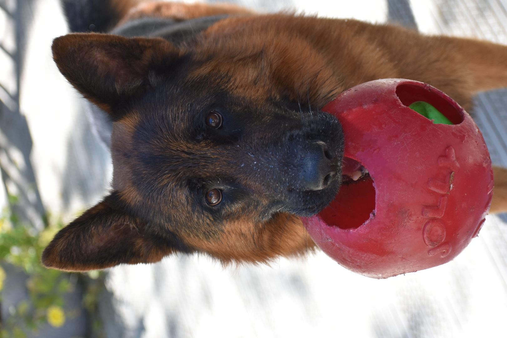 Pet 2