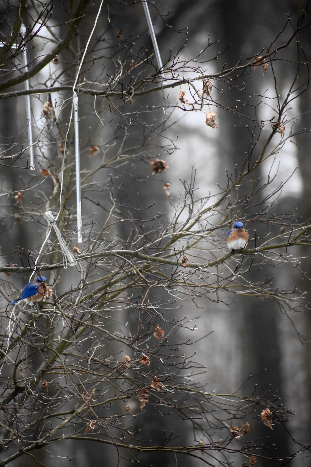 Birds 1