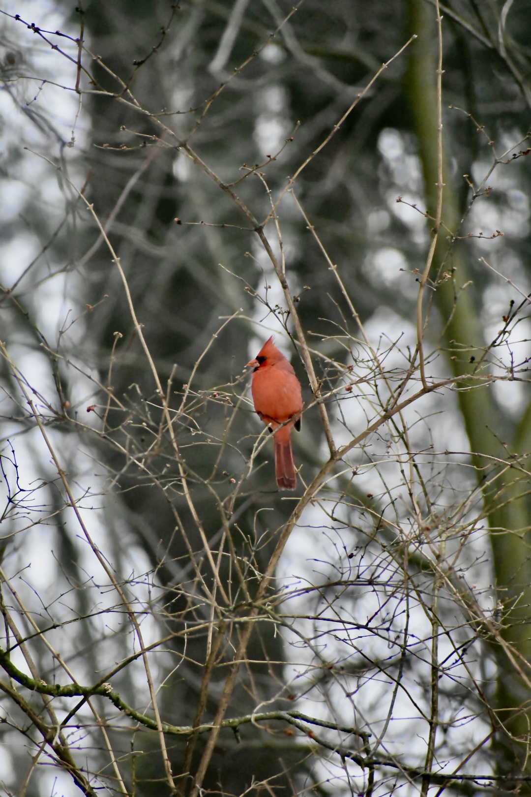 Birds 2