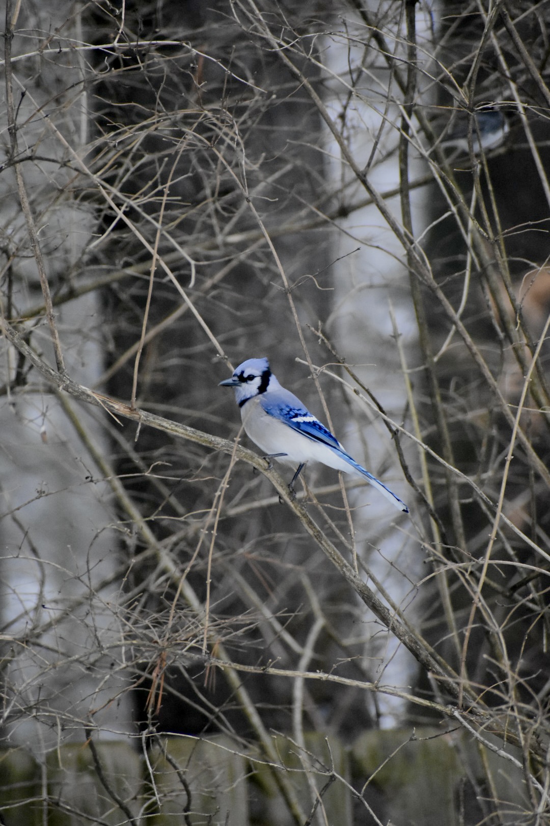 Birds 3